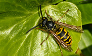 Wasp vulgaris thumb